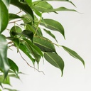 Ficus benjamina 120cm