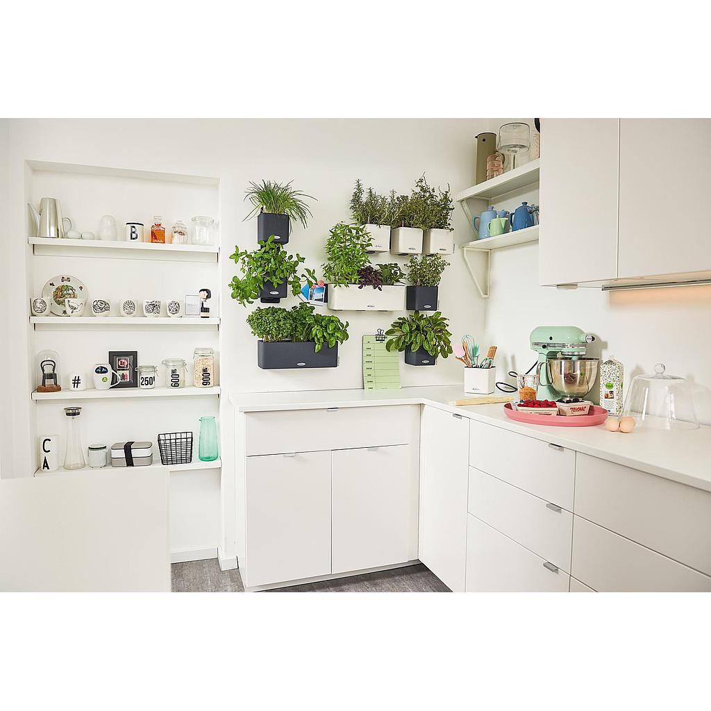 Lechuza Green Wall Home Kit Color