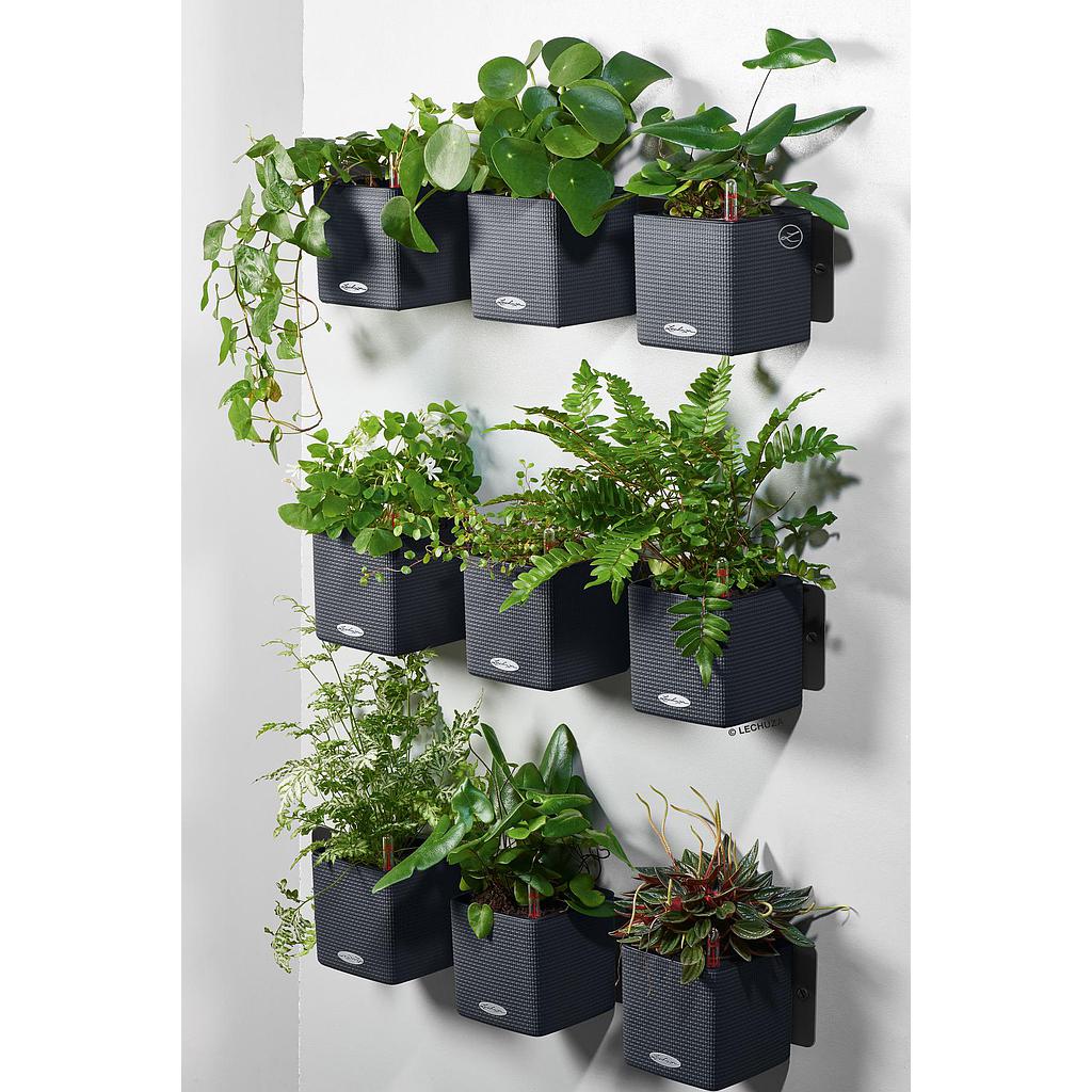 Lechuza Green Wall Home Kit Color