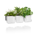 Lechuza Green Wall Home Kit Glossy