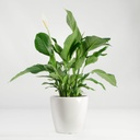 Spathiphyllum Wallisii 80cm