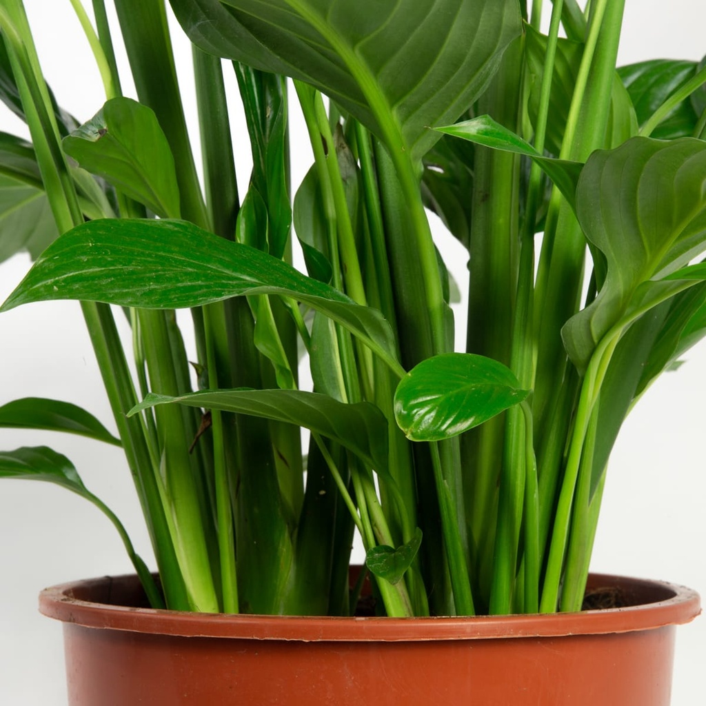 Spathiphyllum Wallisii 80cm