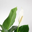 Spathiphyllum Wallisii 80cm