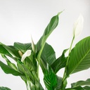 Spathiphyllum Wallisii 80cm