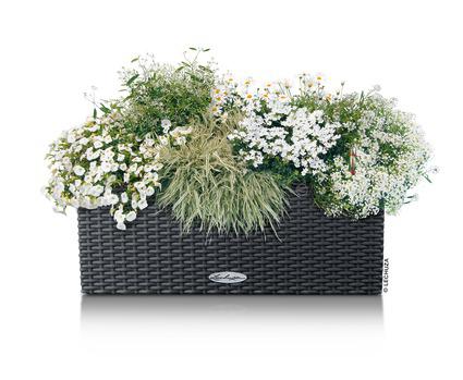 Lechuza Trend Collection BALCONERA Cottage 50 all in one