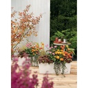 Lechuza Trend Collection BALCONERA Color 50 all in one