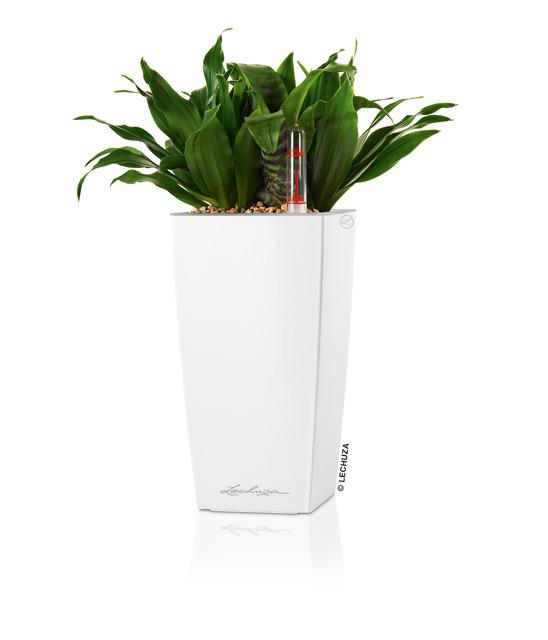 Lechuza Table Planters MAXI-CUBI all in one