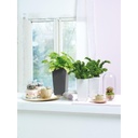 Lechuza Table Planters MAXI-CUBI all in one