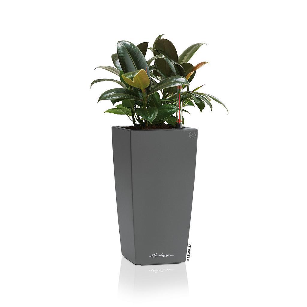 Lechuza Table Planters MAXI-CUBI all in one