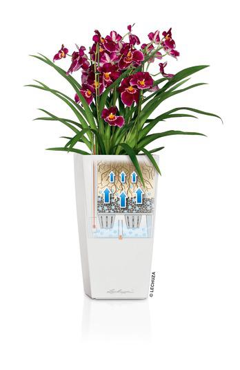 Lechuza Trend Collection CUBICO Color 22 all in one