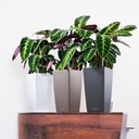 Lechuza Trend Collection CUBICO Color 22 all in one
