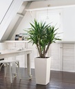 Lechuza Trend Collection CUBICO Color 30 all in one sandbraun