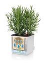 Lechuza Trend Collection CUBE Cottage 50 all in one