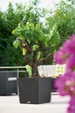 Lechuza Trend Collection CUBE Cottage 50 all in one