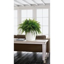 Lechuza Color CLASSICO 35 all in one