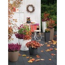 Lechuza Color CLASSICO 35 all in one