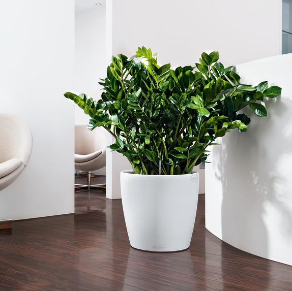 Lechuza Color CLASSICO 35 all in one