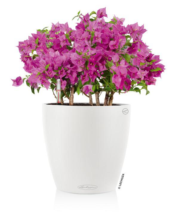 Lechuza Color CLASSICO 43 all in one