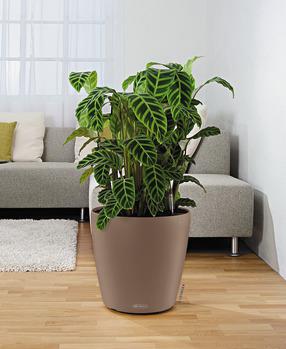 Lechuza Color CLASSICO 43 all in one
