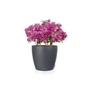 Lechuza Color CLASSICO 43 all in one