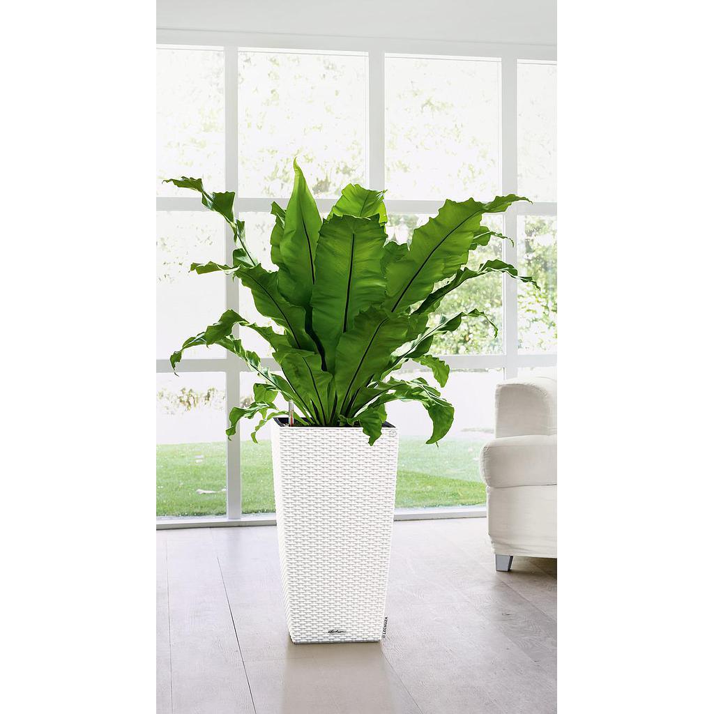 Lechuza CUBICO Cottage 40 all in one white