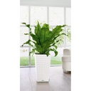 Lechuza CUBICO Cottage 40 all in one white