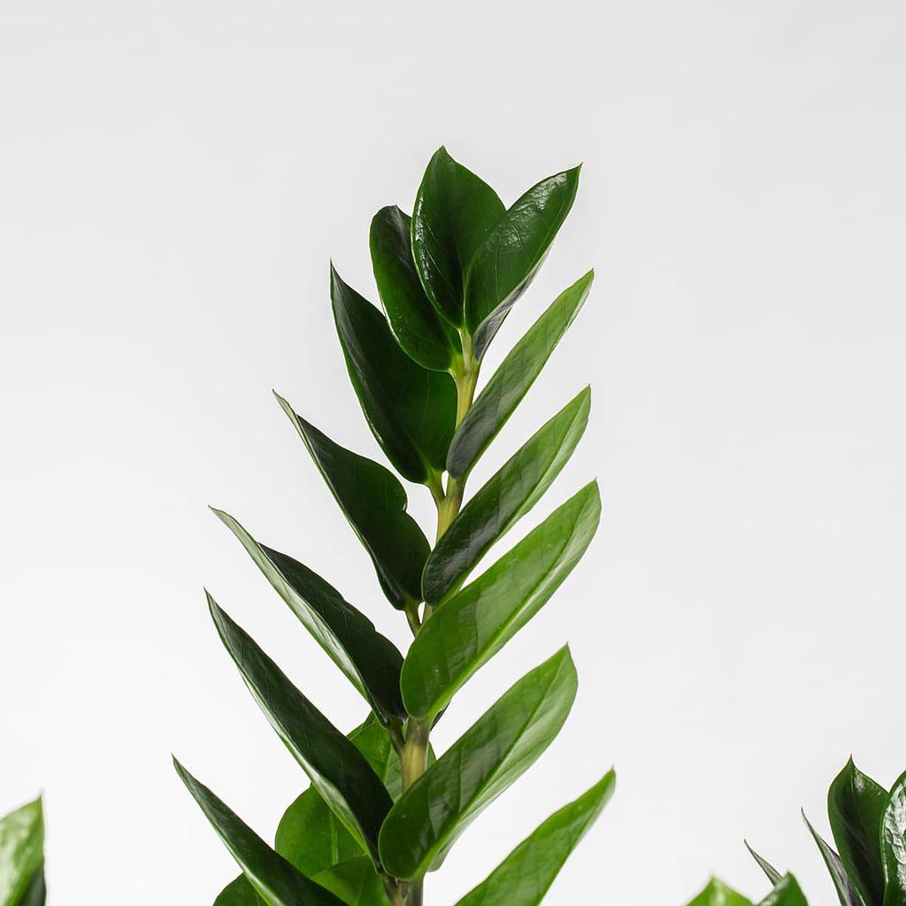 Zamioculcas zamiifolia 80cm