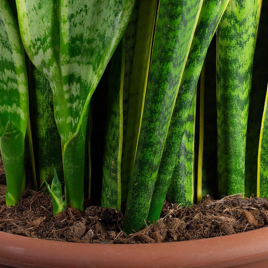 Sansevieria trifasciata 80cm