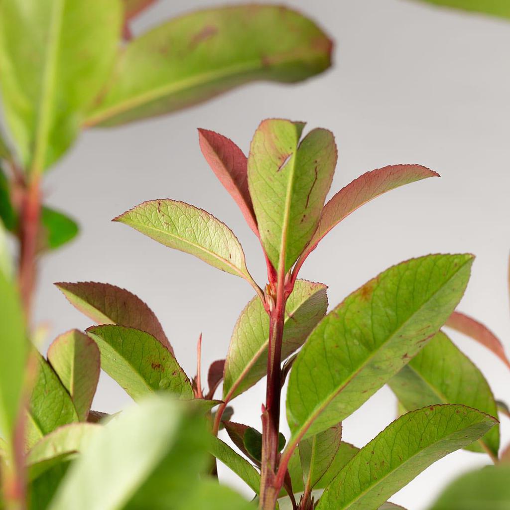 Photinia 80-100cm