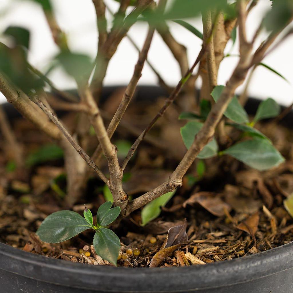 Photinia 80-100cm