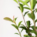 Photinia 80-100cm