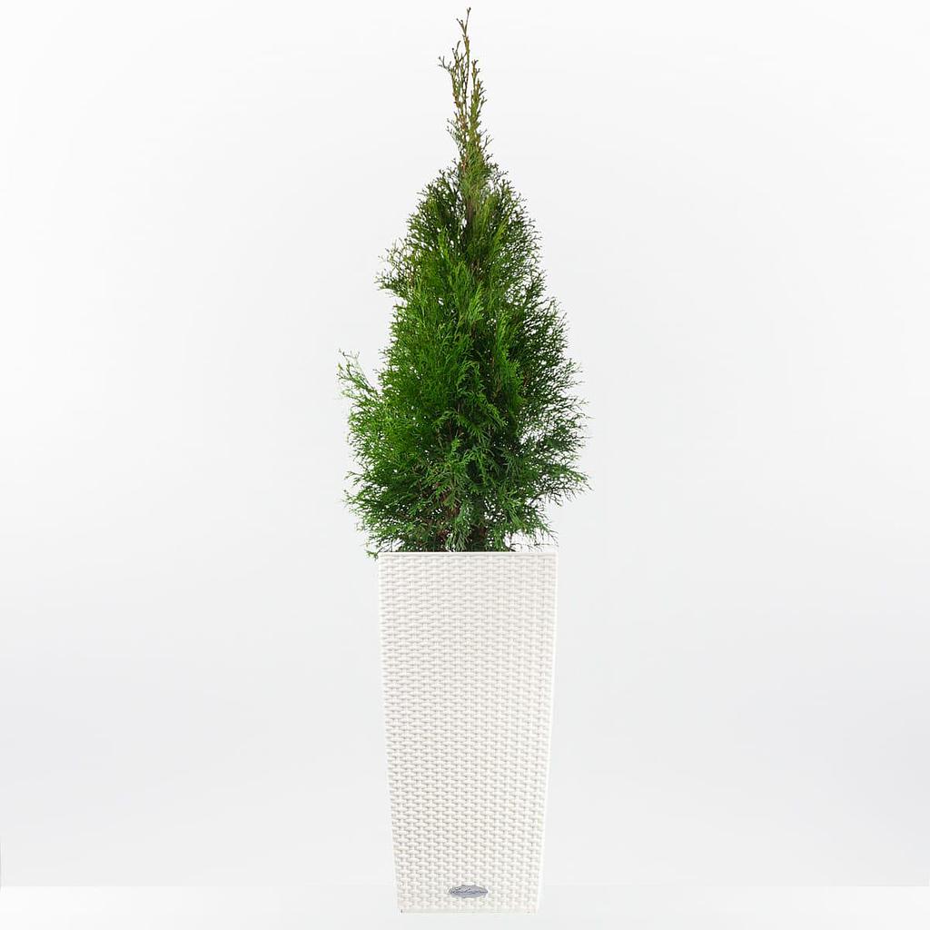 Thuja 100cm