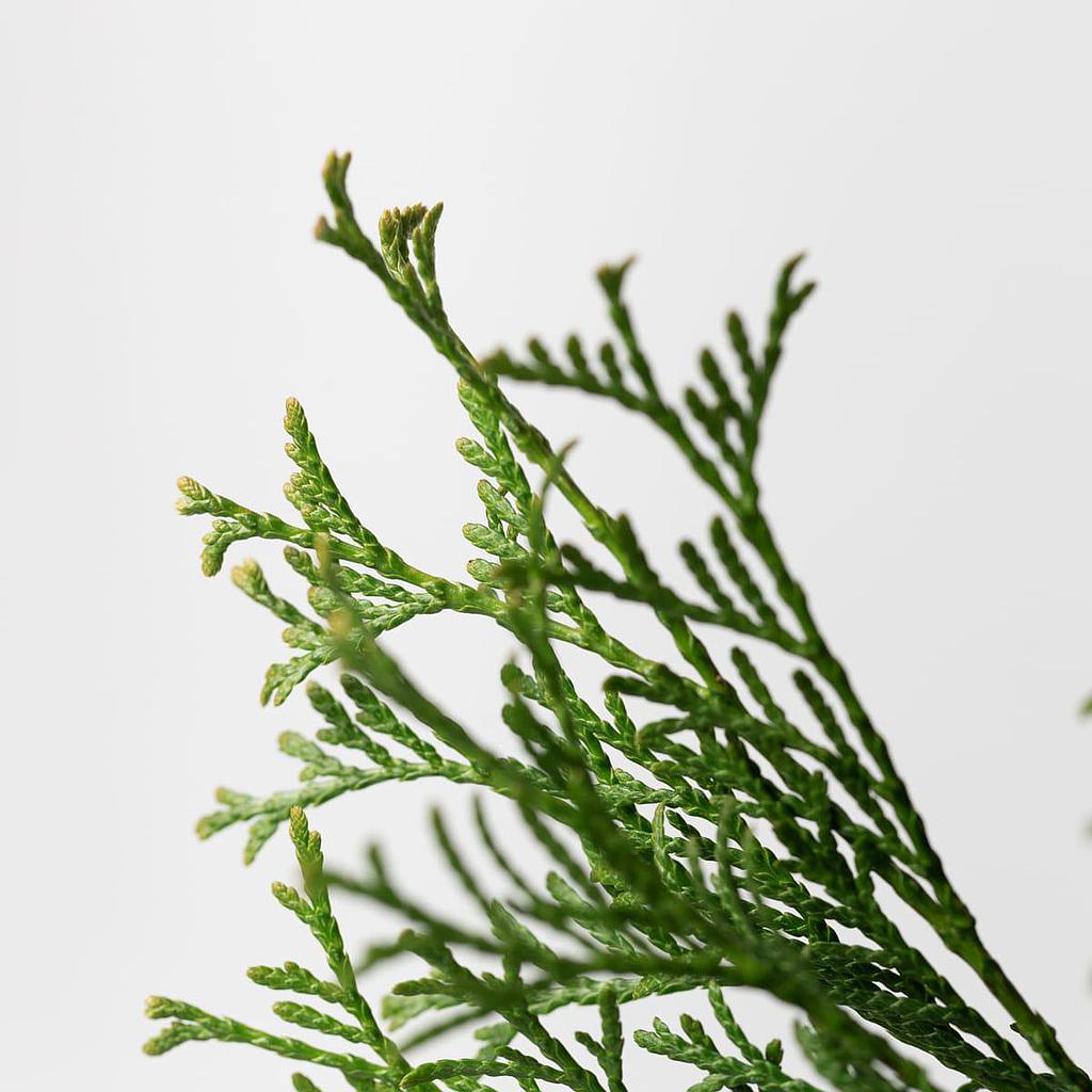 Thuja 100cm