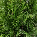 Thuja 100cm