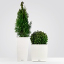 Thuja 100cm