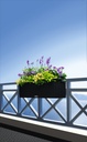 Lechuza Trend Collection BALCONERA Cottage 80 all in one graphitschwarz