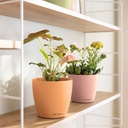le_classico_color_deco_add06