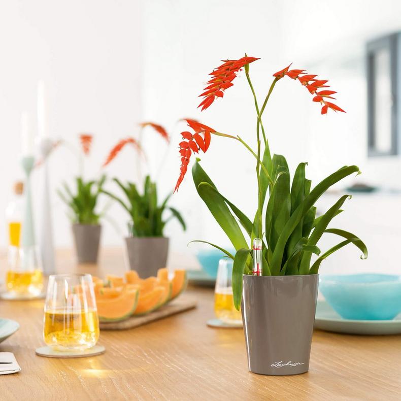 le_deltini-10_product_addi_01