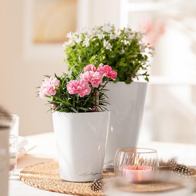 le_deltini-10_product_addi_04