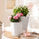 le_deltini-10_product_addi_04