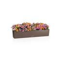 Lechuza BALCONERA Color 100 muskat