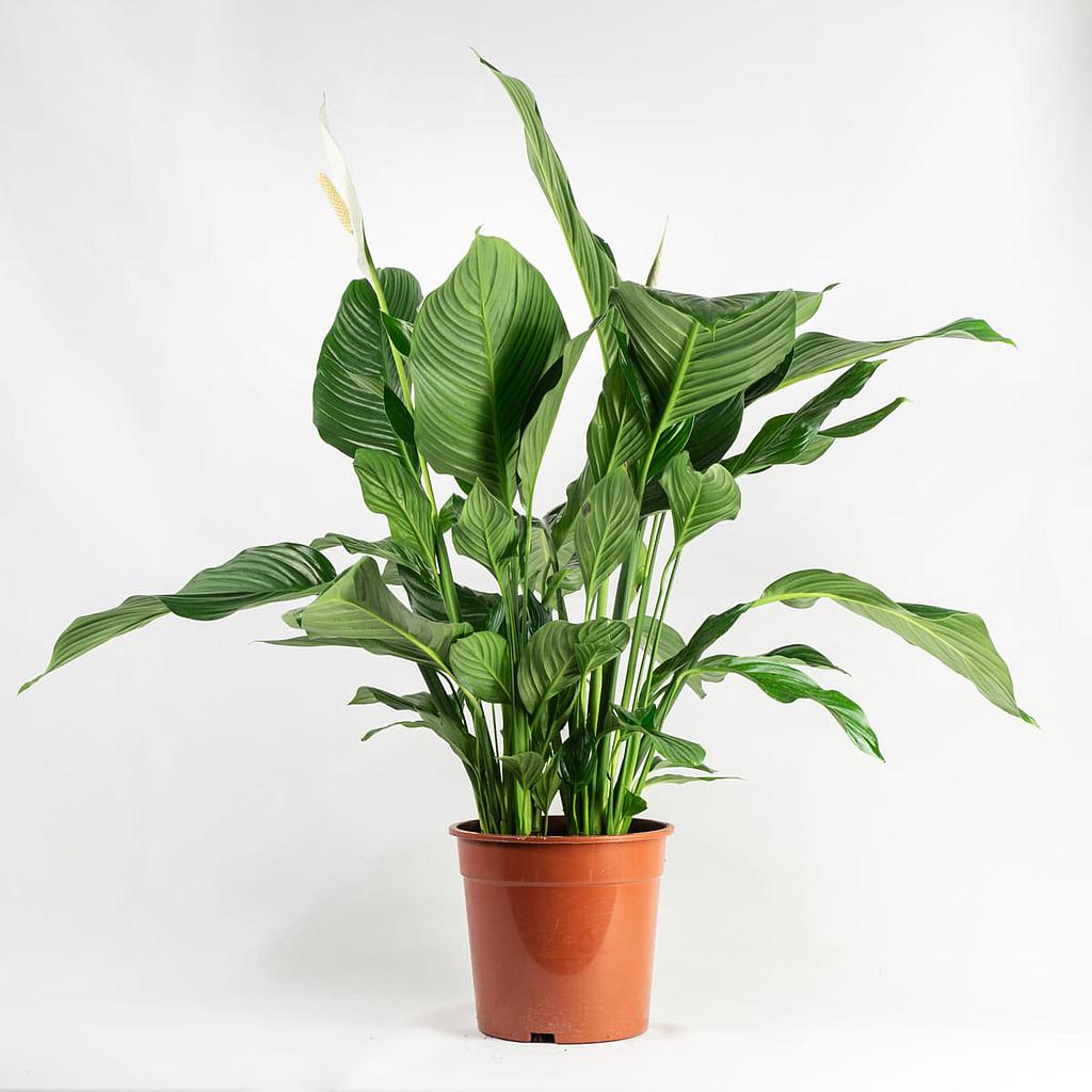 [PI75100.080] Spathiphyllum Wallisii 80cm