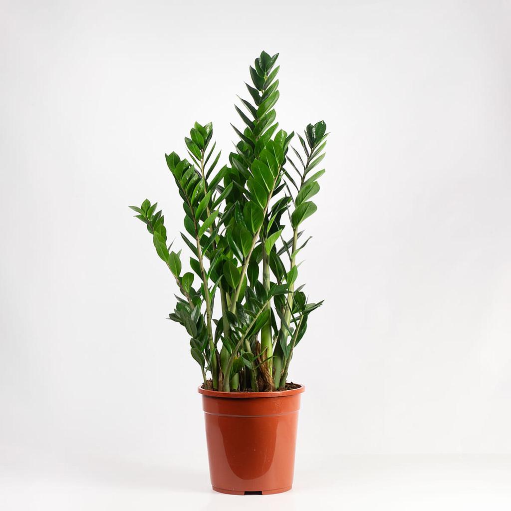 [PI75200.080] Zamioculcas zamiifolia 80cm