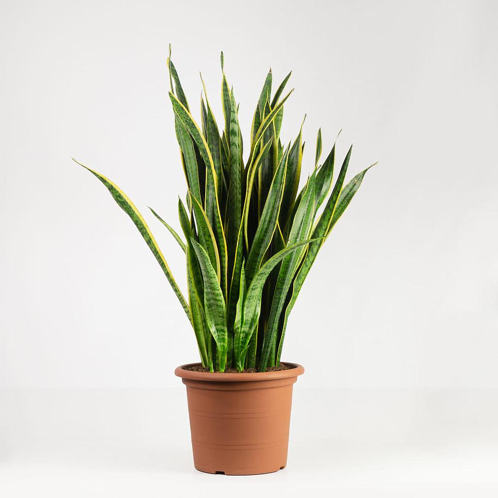 [PI75300.080] Sansevieria trifasciata 80cm