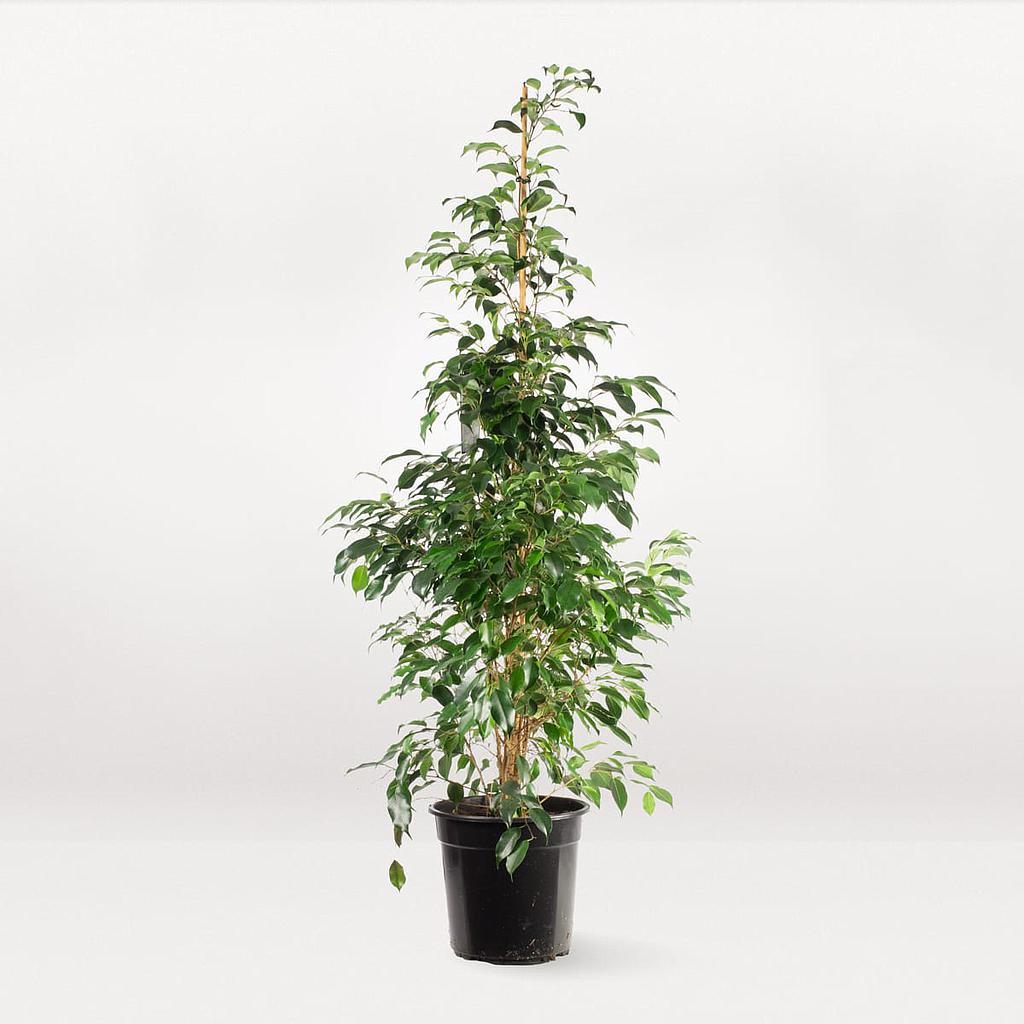 [PI75400.120] Ficus benjamina 120cm
