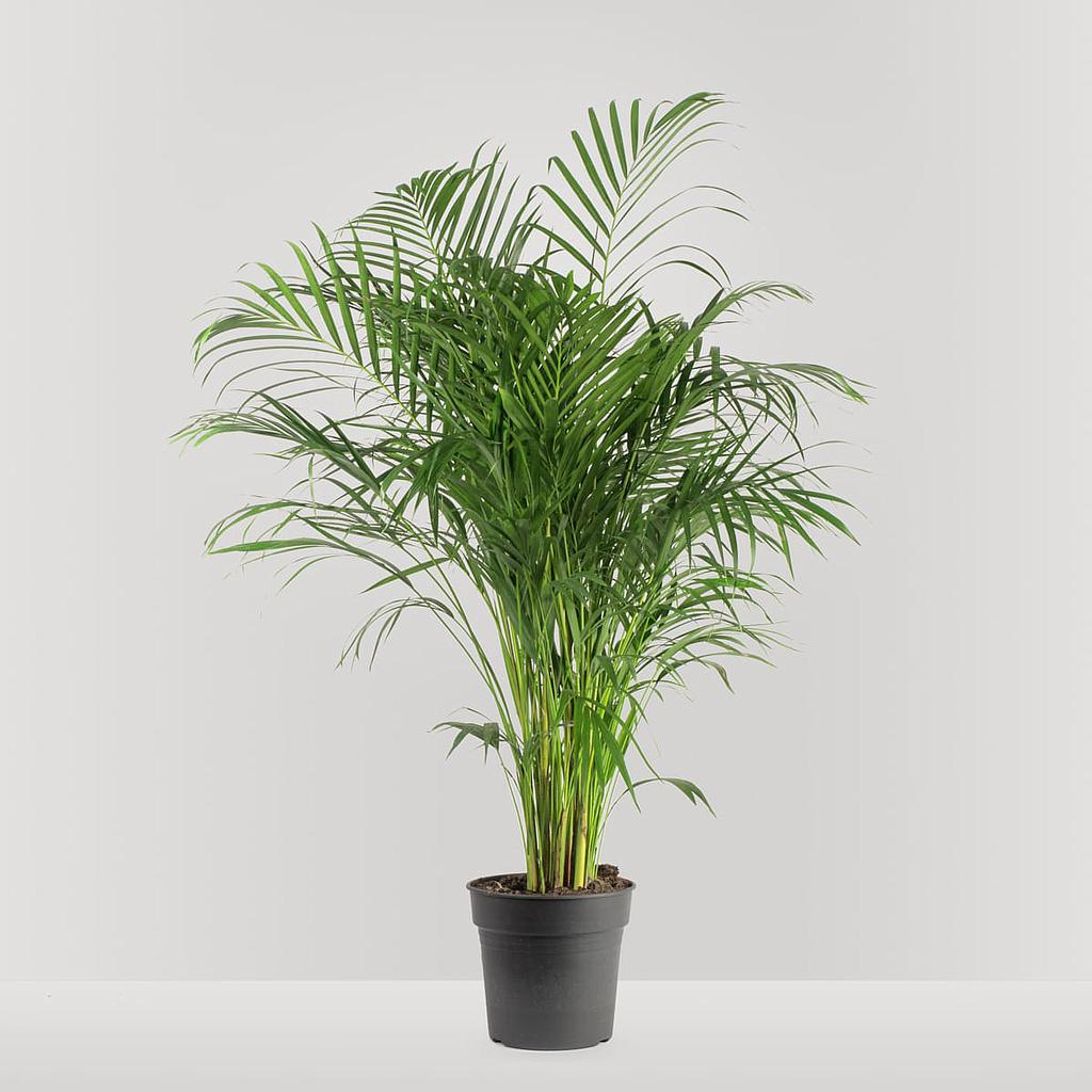 [PI75500.100] Chrysalidocarpus lutescens 2 Stk 100cm