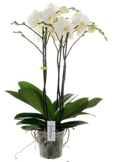 [PI75700.080] Phalaenopsis 80cm