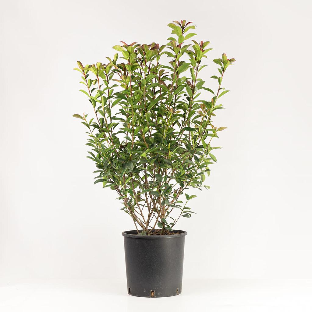 [PO76100.080] Photinia 80-100cm