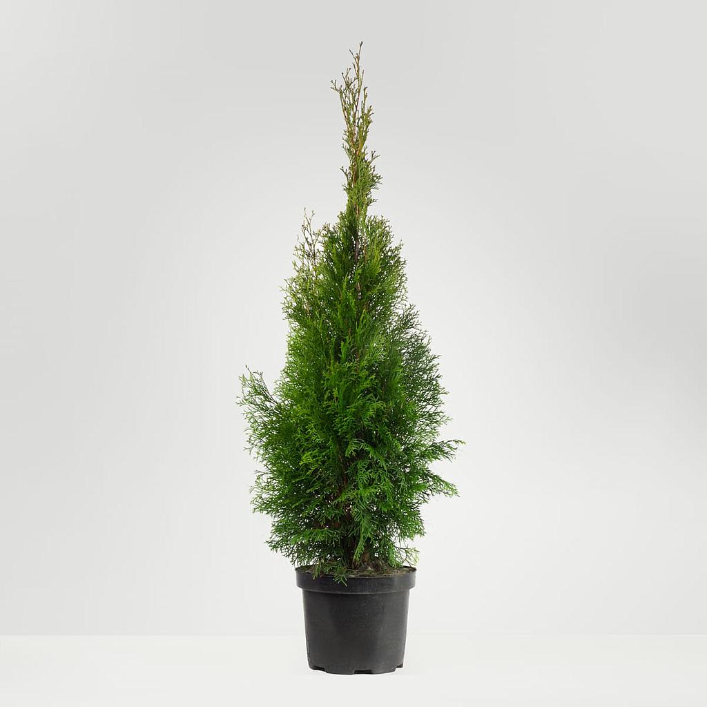 [PO76200.100] Thuja 100cm