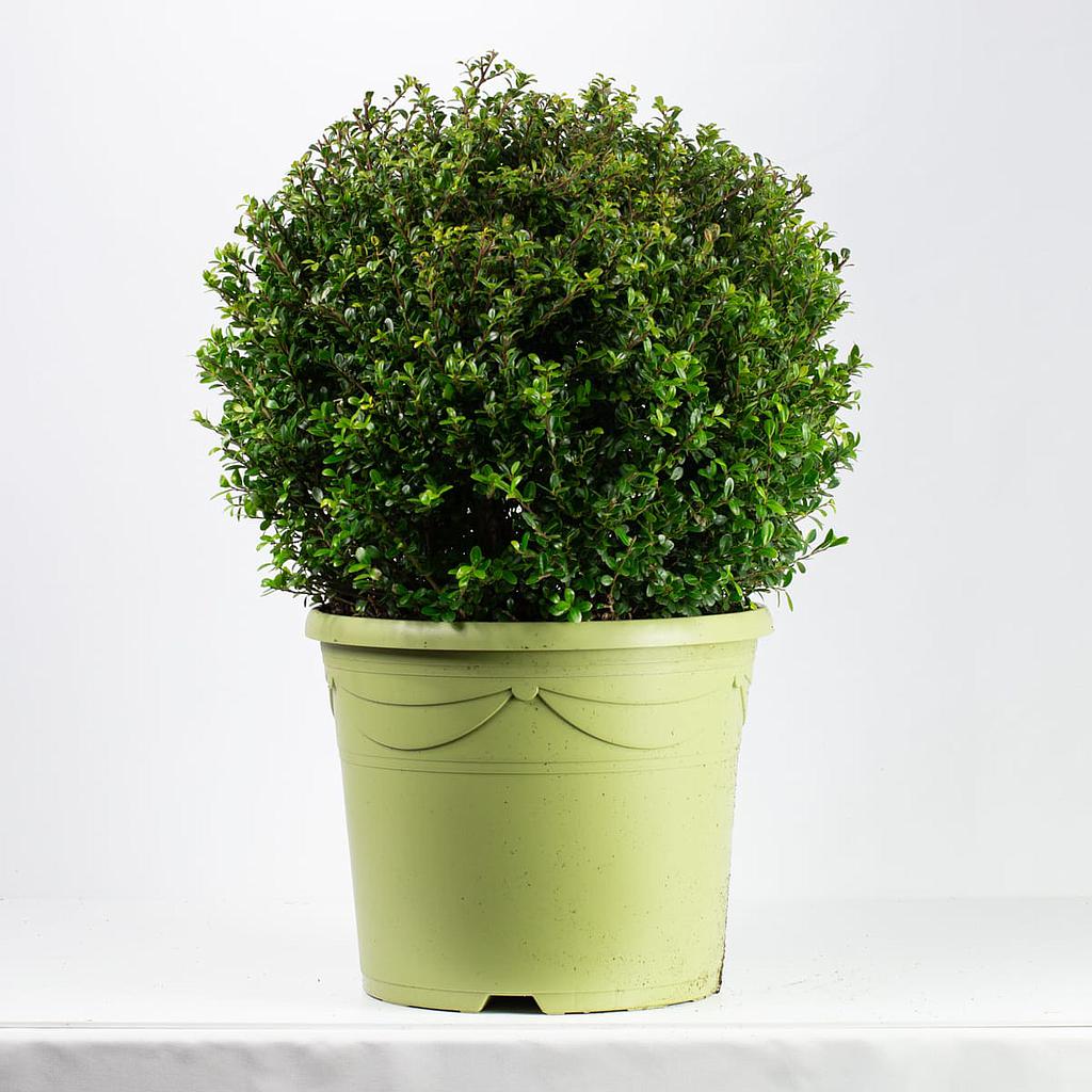 [PO76300.030] Ilex Kugel 30cm